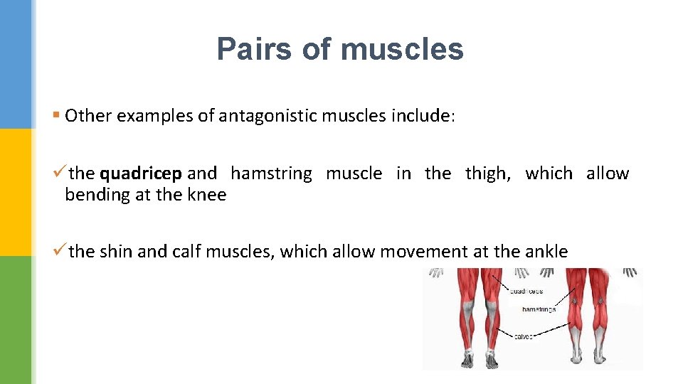 Pairs of muscles § Other examples of antagonistic muscles include: üthe quadricep and hamstring