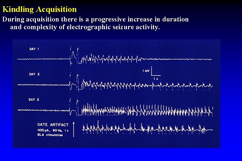 Kindling Acquisition During acquisition there is a progressive increase in duration and complexity of Kindling Acquisition During acquisition there is a progressive increase in duration and complexity of