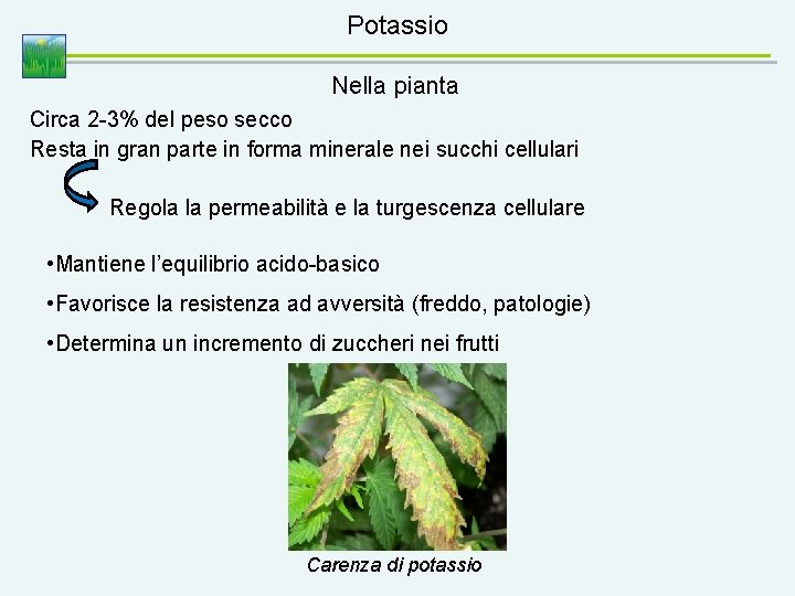 Potassio Nella pianta Circa 2 -3% del peso secco Resta in gran parte in
