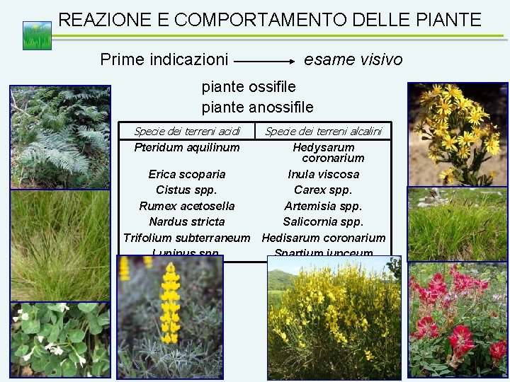 REAZIONE E COMPORTAMENTO DELLE PIANTE Prime indicazioni esame visivo piante ossifile piante anossifile Specie