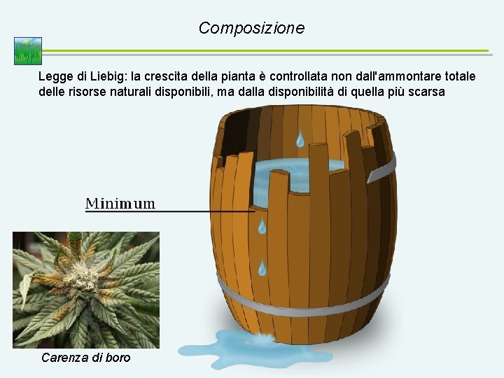 Composizione Legge di Liebig: la crescita della pianta è controllata non dall'ammontare totale delle
