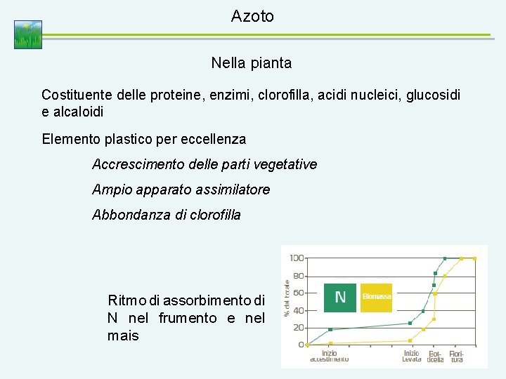 Azoto Nella pianta Costituente delle proteine, enzimi, clorofilla, acidi nucleici, glucosidi e alcaloidi Elemento
