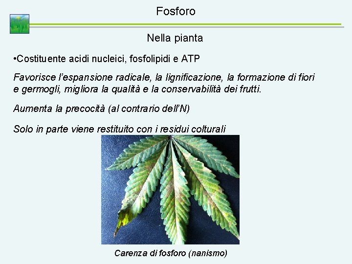 Fosforo Nella pianta • Costituente acidi nucleici, fosfolipidi e ATP Favorisce l’espansione radicale, la