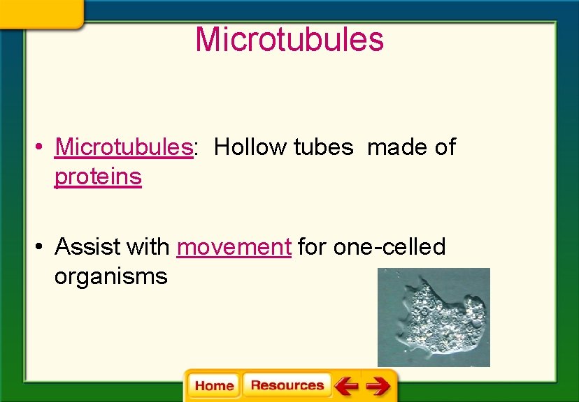 Microtubules • Microtubules: Hollow tubes made of proteins • Assist with movement for one-celled