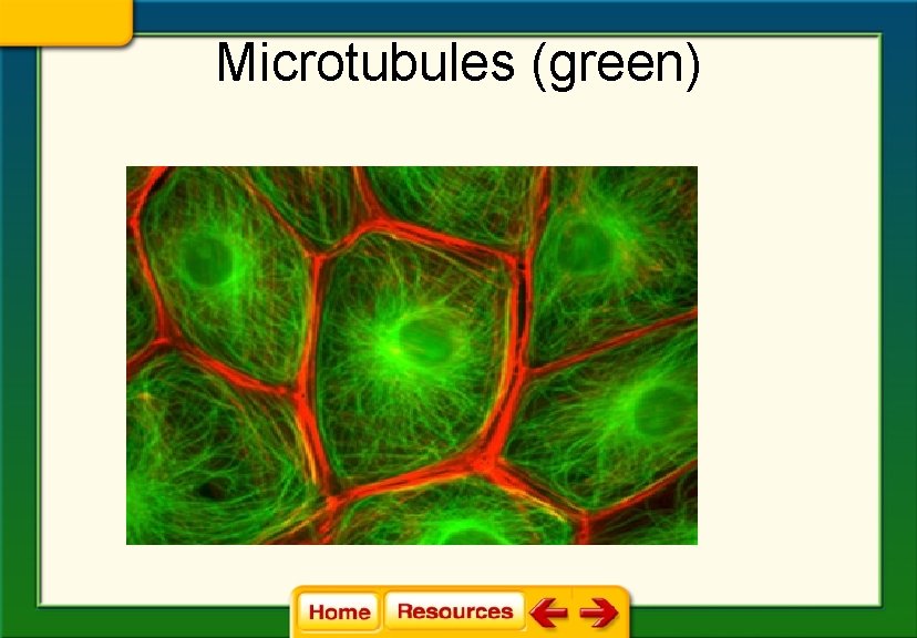 Microtubules (green) 