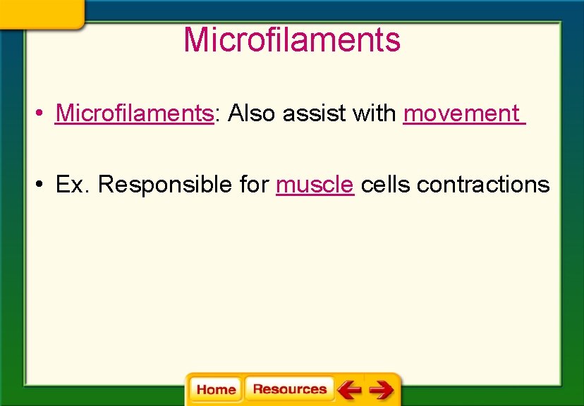Microfilaments • Microfilaments: Also assist with movement • Ex. Responsible for muscle cells contractions