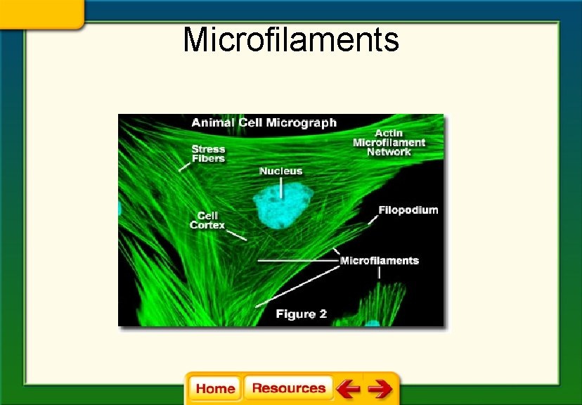 Microfilaments 