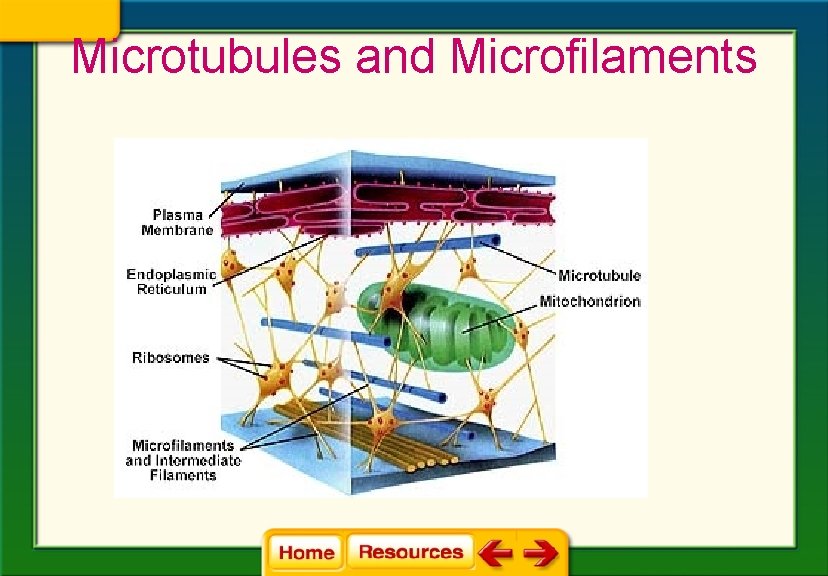 Microtubules and Microfilaments 