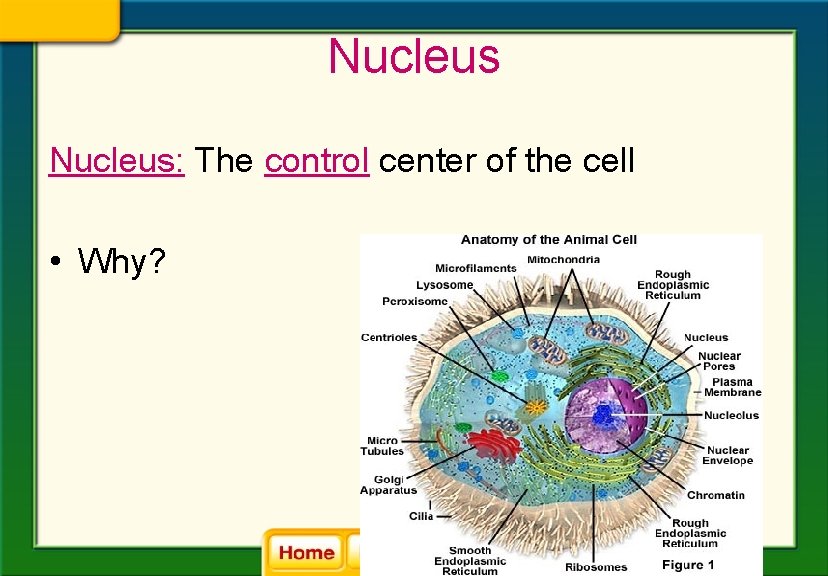 Nucleus: The control center of the cell • Why? 