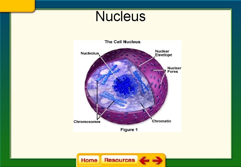 Nucleus 