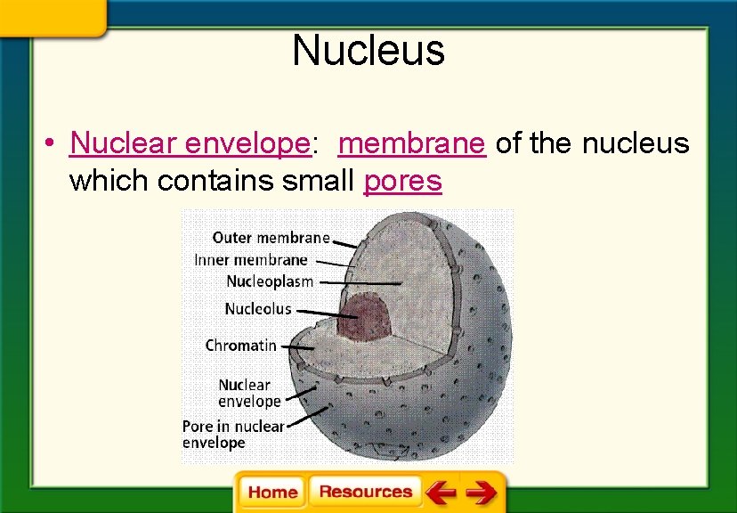 Nucleus • Nuclear envelope: membrane of the nucleus which contains small pores 