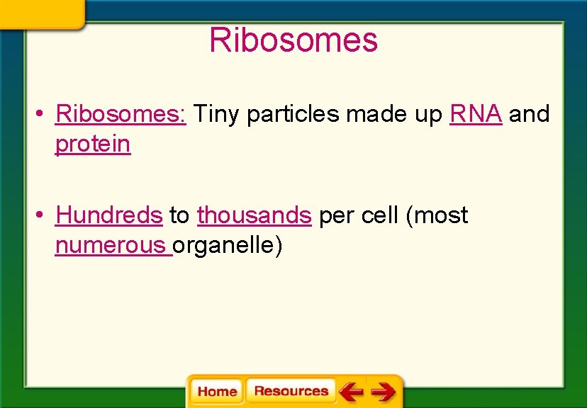 Ribosomes • Ribosomes: Tiny particles made up RNA and protein • Hundreds to thousands