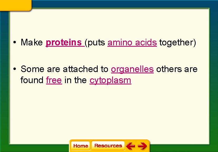  • Make proteins (puts amino acids together) • Some are attached to organelles