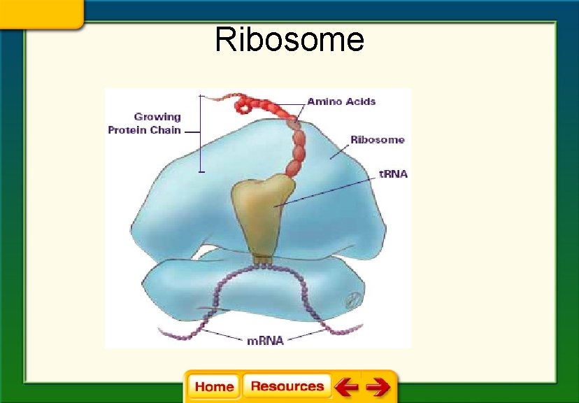 Ribosome 