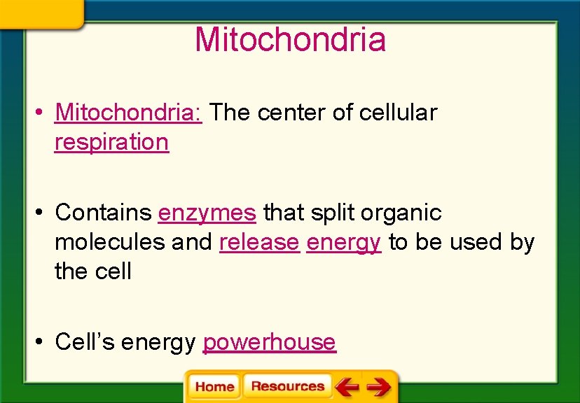 Mitochondria • Mitochondria: The center of cellular respiration • Contains enzymes that split organic