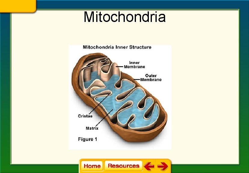 Mitochondria 