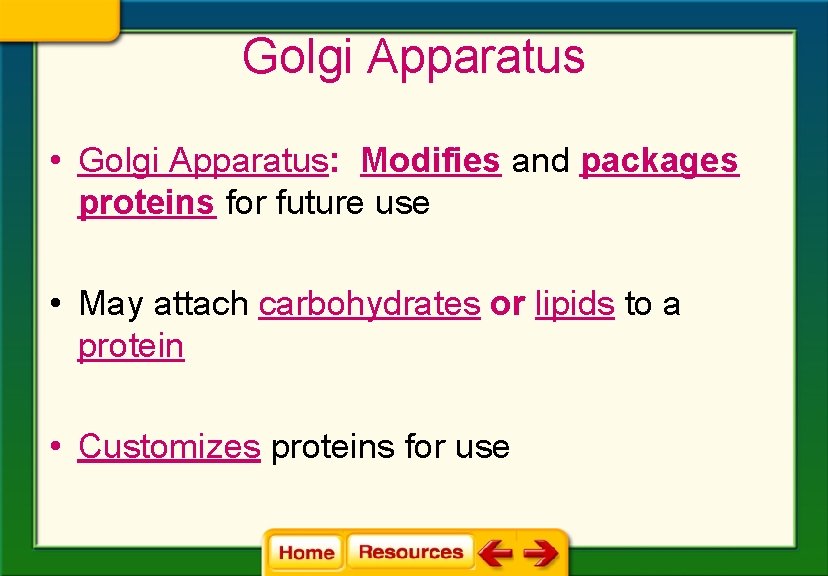 Golgi Apparatus • Golgi Apparatus: Modifies and packages proteins for future use • May