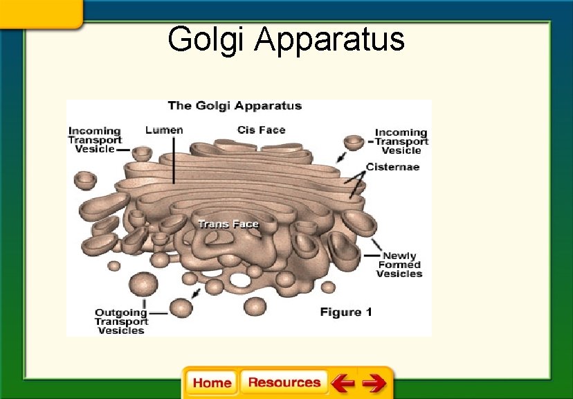 Golgi Apparatus 