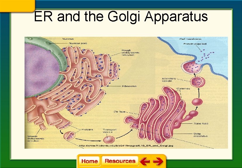 ER and the Golgi Apparatus 