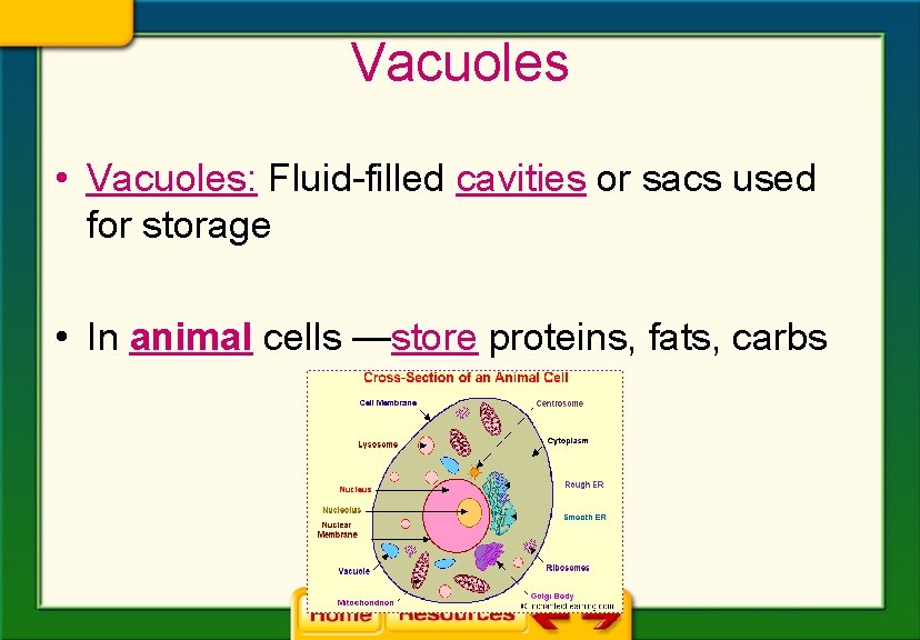 Vacuoles • Vacuoles: Fluid-filled cavities or sacs used for storage • In animal cells