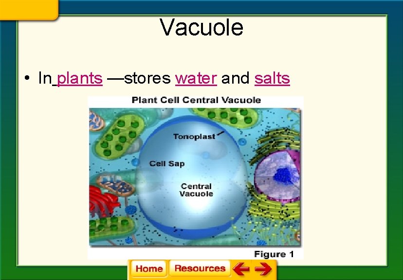 Vacuole • In plants —stores water and salts 
