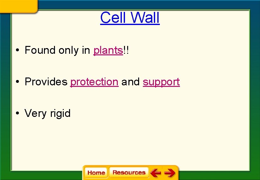 Cell Wall • Found only in plants!! • Provides protection and support • Very