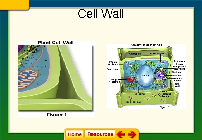 Cell Wall 