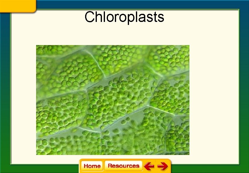 Chloroplasts 