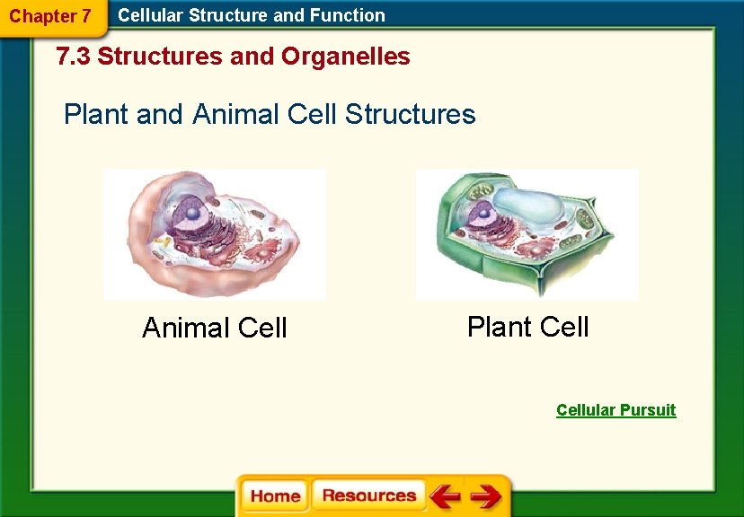 Chapter 7 Cellular Structure and Function 7. 3 Structures and Organelles Plant and Animal