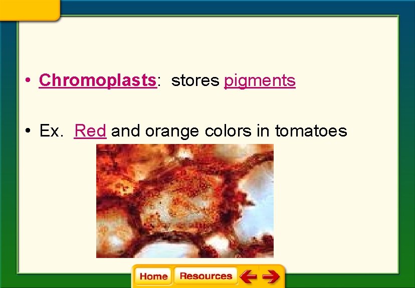  • Chromoplasts: stores pigments • Ex. Red and orange colors in tomatoes 