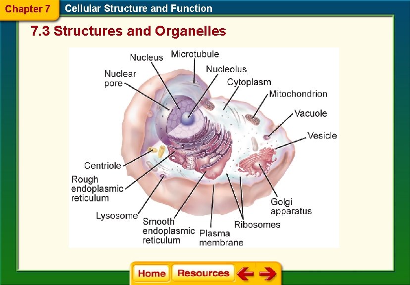Chapter 7 Cellular Structure and Function 7. 3 Structures and Organelles 