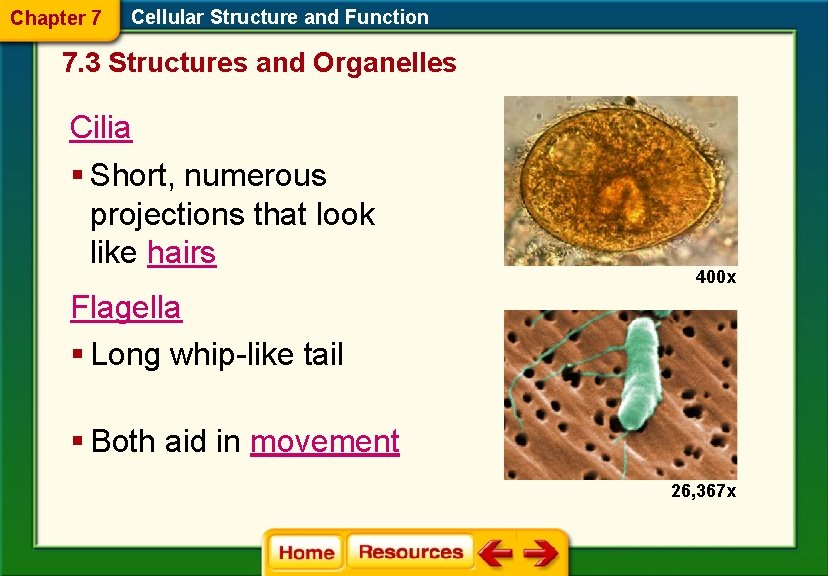 Chapter 7 Cellular Structure and Function 7. 3 Structures and Organelles Cilia § Short,