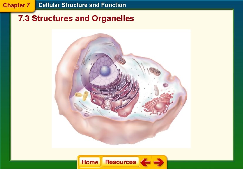 Chapter 7 Cellular Structure and Function 7. 3 Structures and Organelles 