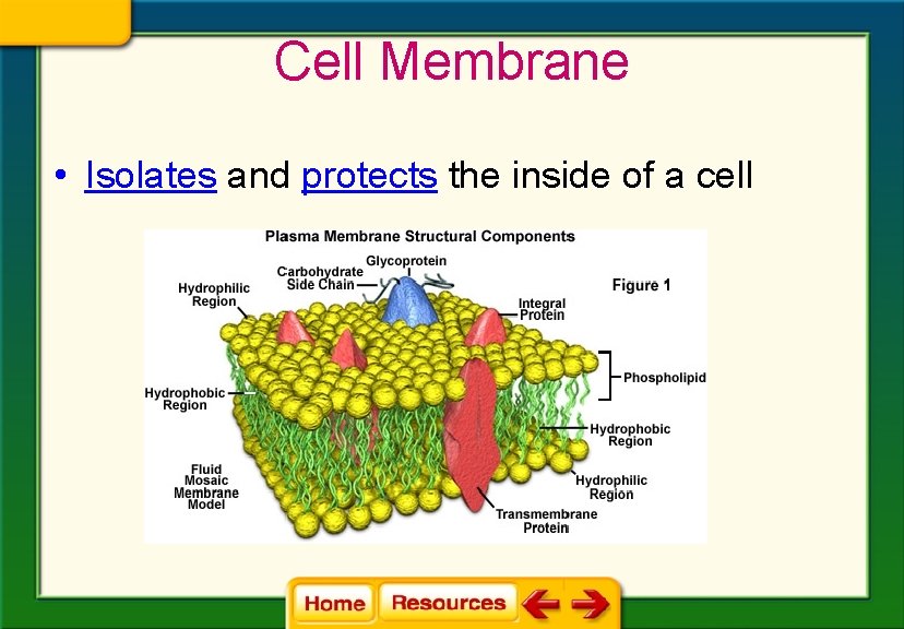 Cell Membrane • Isolates and protects the inside of a cell 