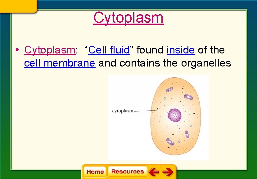 Cytoplasm • Cytoplasm: “Cell fluid” found inside of the cell membrane and contains the