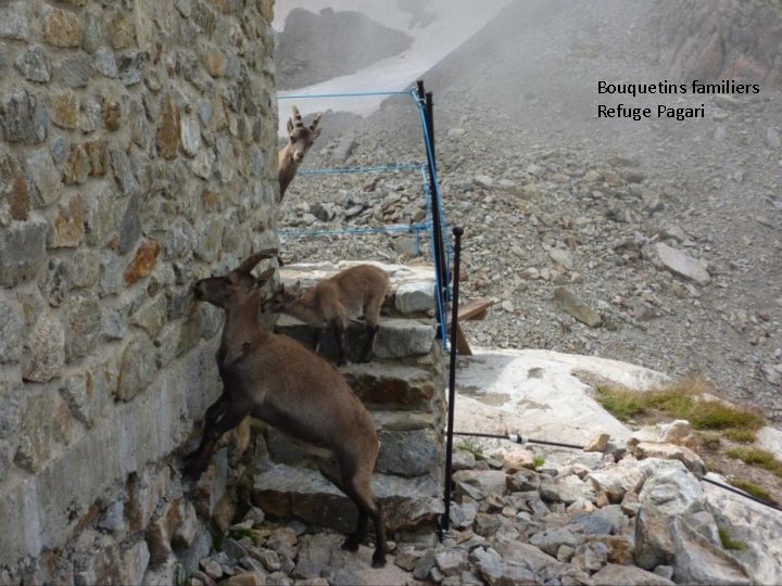 Bouquetins familiers Refuge Pagari Craignos pour les semelles 