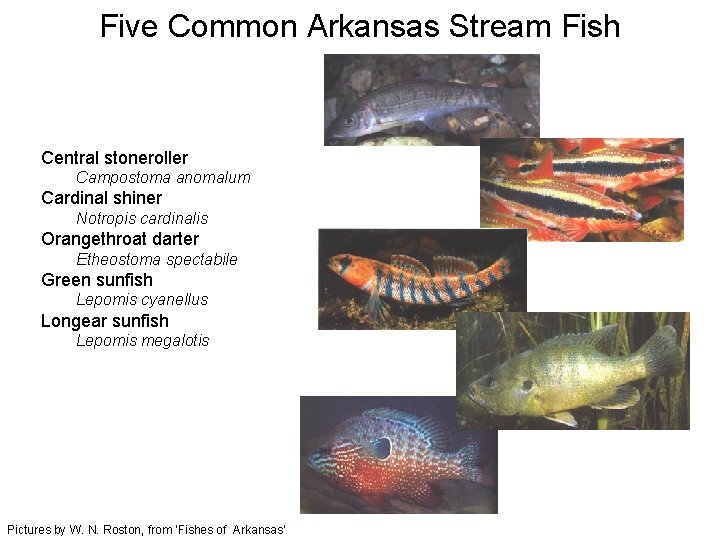 Five Common Arkansas Stream Fish Central stoneroller Campostoma anomalum Cardinal shiner Notropis cardinalis Orangethroat