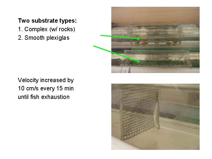 Two substrate types: 1. Complex (w/ rocks) 2. Smooth plexiglas Velocity increased by 10