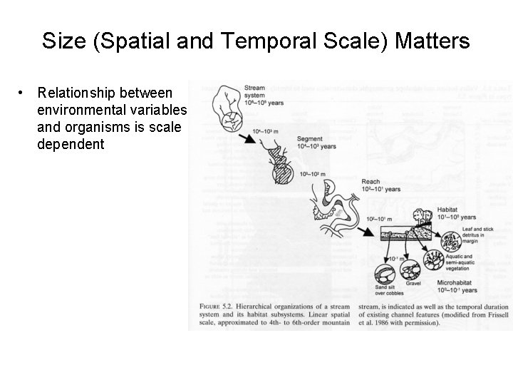 Size (Spatial and Temporal Scale) Matters • Relationship between environmental variables and organisms is
