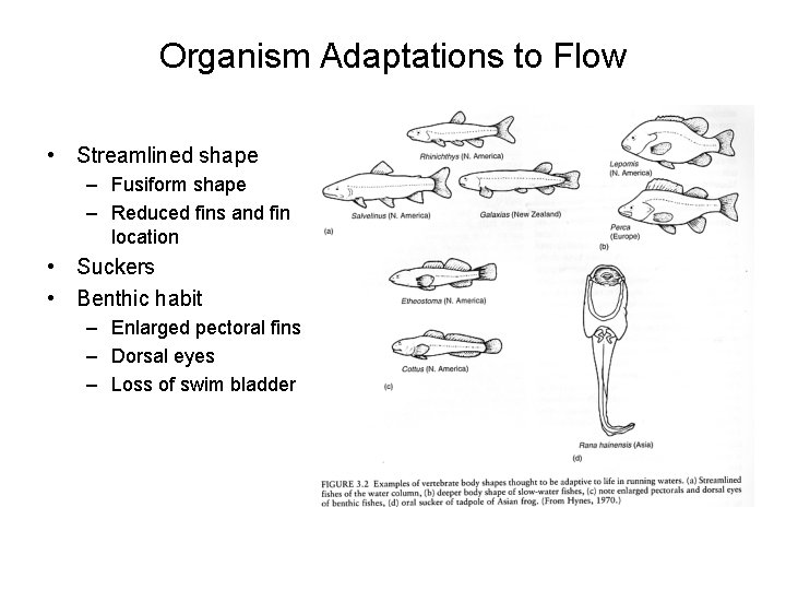 Organism Adaptations to Flow • Streamlined shape – Fusiform shape – Reduced fins and