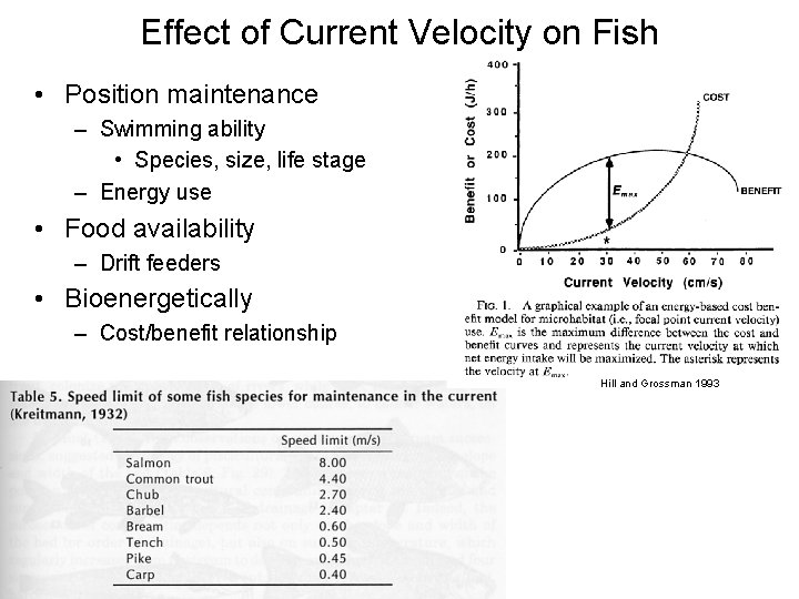 Effect of Current Velocity on Fish • Position maintenance – Swimming ability • Species,