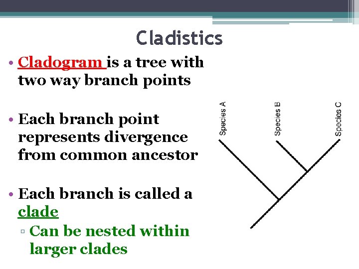 Cladistics • Cladogram is a tree with two way branch points • Each branch