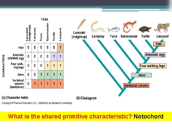 What is the shared primitive characteristic? Notochord 