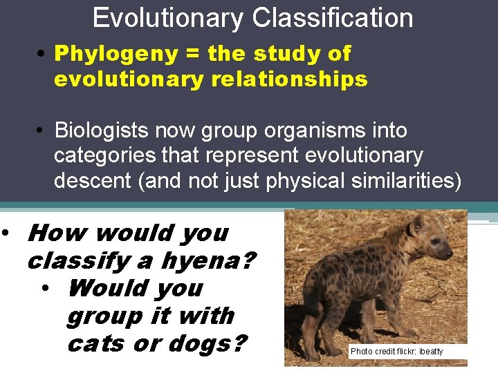Evolutionary Classification • Phylogeny = the study of evolutionary relationships • Biologists now group