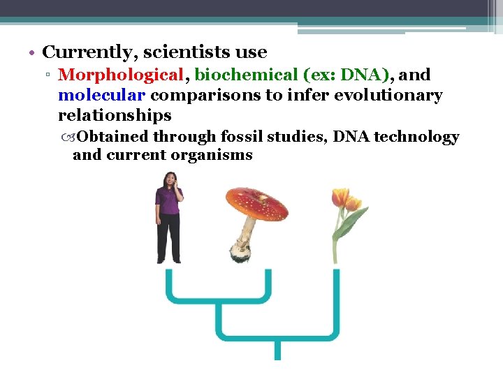 • Currently, scientists use ▫ Morphological, biochemical (ex: DNA), and molecular comparisons to