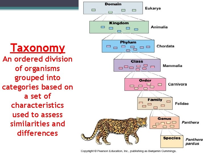 Taxonomy An ordered division of organisms grouped into categories based on a set of