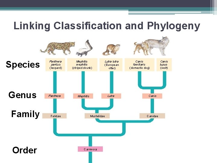 Linking Classification and Phylogeny Species Genus Family Order Panthera pardus (leopard) Panthera Felidae Mephitis