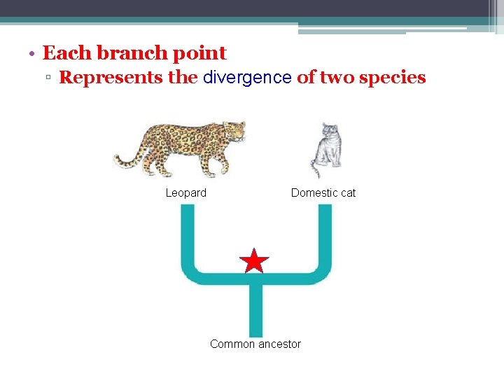  • Each branch point ▫ Represents the divergence of two species Leopard Domestic