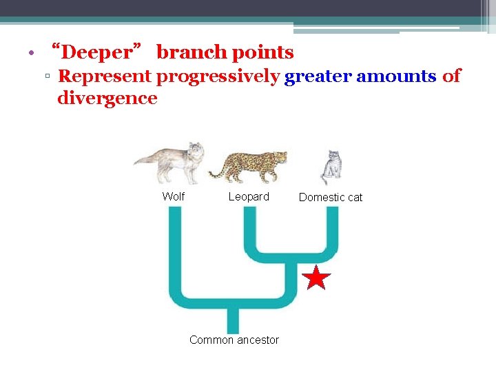  • “Deeper” branch points ▫ Represent progressively greater amounts of divergence Wolf Leopard
