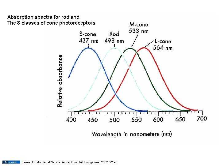 Absorption spectra for rod and The 3 classes of cone photoreceptors Hanes. Fundamental Neuroscience.